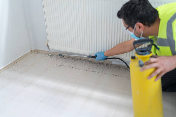 Best Termite Control Services  in Northfield, KY
